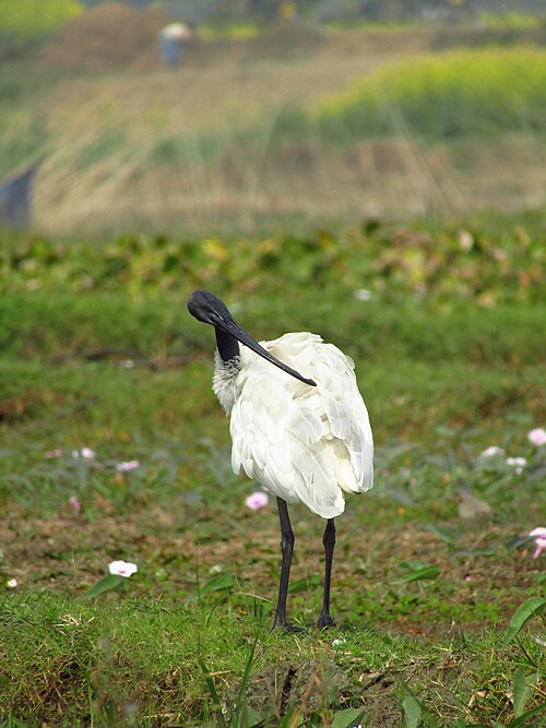 File:Black-headed Ibis preening from Purbasthali, Burdwan.jpg