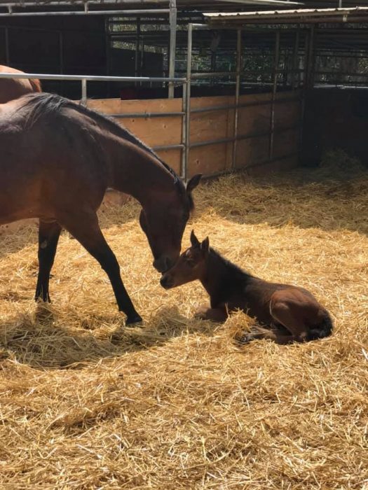 Shelter in place: New mom Mia bonds with Sofie, born March 20. (Credit: Pregnant Mare Rescue)