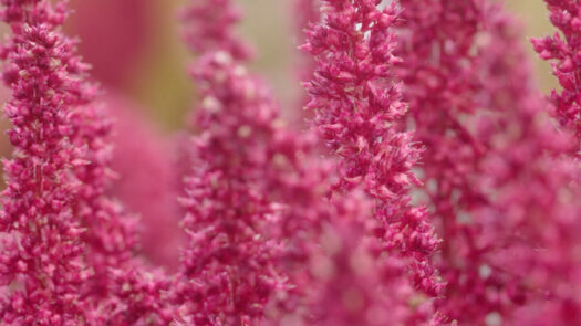 Harvesting amaranth, a superfood of indigenous agriculture