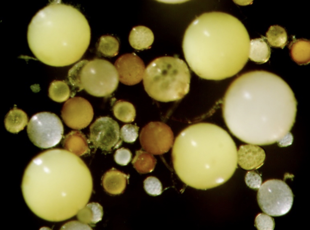 Photo of AMF Spores sent by Elizabeth Koziol