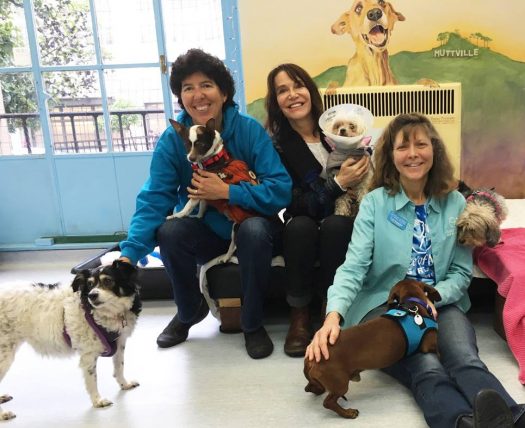 Muttville Sherri Franklin senior dog rescue