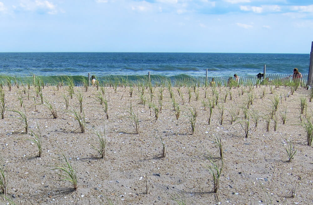 Dune grass landscaping designed to protect Rockaway Beach from storm erosion.