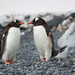penguins-pebbling-anxiety