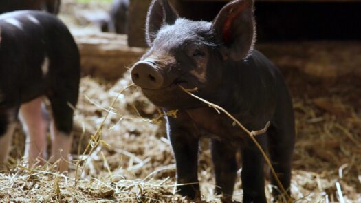 We visit Wild Harmony in Exeter, Rhode Island, where owners Rachel Slattery and Ben Coerper practice regenerative farming.